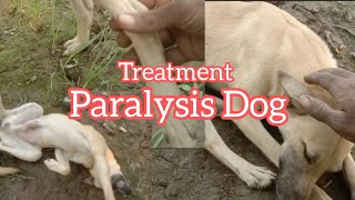 Paralysis Dog ko treatment diya 🏨 Care of Dog when his condition is seriously 😳 [upl. by Odragde437]