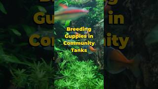 Breeding Guppies in Community Tanks 🐠 shorts guppy [upl. by Ahseela]