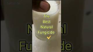 Use Spoil Milk as Fungicide for Plants shorts fungicide [upl. by Ydnem]