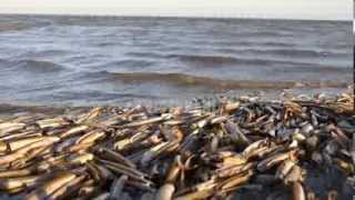 De Waddeneilanden en het Wad [upl. by Airual]