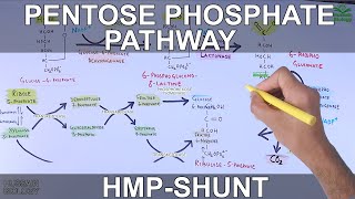 Pentose Phosphate Pathway  Hexose Monophosphate Shunt [upl. by Rees347]