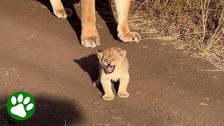 Baby Lion Shows Off quotMightyquot Roar [upl. by Crystie]