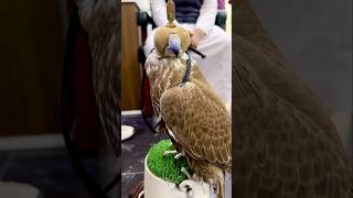 Saker FalconNational Bird of Saudi Arabia 🇸🇦 Pretty Fast saudiarabia Life in Riyadh Indian Expat [upl. by Schlenger]