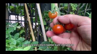 Moestuinieren in de Kinderopvang 7  Oogsten bieten amp tomaten en zaaien van spinazie amp radijs [upl. by Annaoj]