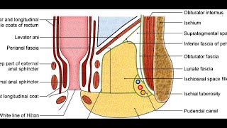Ischioanal Fossa [upl. by Drusilla]