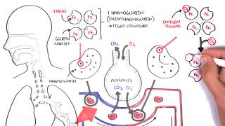 Oxygen  Haemoglobin Dissociation Curve  Physiology [upl. by Anirok103]