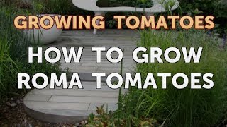 How to Grow Roma Tomatoes [upl. by Siurtemed]