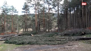 EKOLOŠKI FIJASKO U CENTRU DIVČIBARA Tužna slika posečene šume tik uz crkvu [upl. by Yonatan]