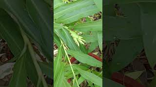 Hedychium coronariumwhite ginger lily is a perennial flowering plant in the family Zingiberaceae [upl. by Lang]