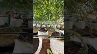 Importance of Grow bags in Poly House growbags drip irrigation tomato cultivation in grow bags [upl. by Theall]