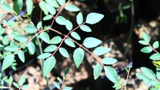 Growing Five Moringa Species Moringa Tree Education [upl. by Niloc239]