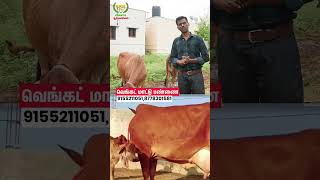 Venkat Dairy Farm cow vivasayaarvalargal shortvideo shorts [upl. by Atinav]