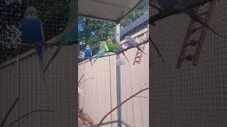 Beautiful Budgies Singing in the Sunshine birds budgies parakeets [upl. by Faruq]