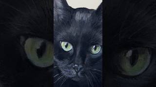 Process of creating a green eyes cat pastel charcoal [upl. by Astrahan]