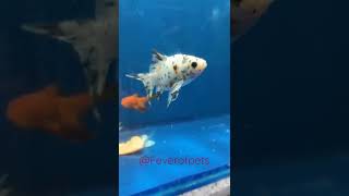 Calico Fantail Goldfish  shorts aquarium [upl. by Itsirc]