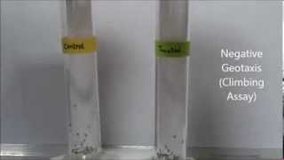 Negative geotaxis assay in Drosophila [upl. by Analla]