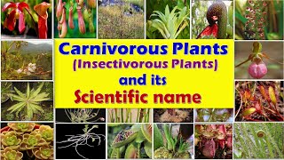 Carnivorous plants Insectivorous Plants  Insect eating plants  List of Carnivorous plants [upl. by Renie]