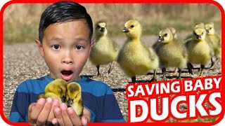 Kids save little Baby Ducks from being eaten by hungry crows  TigerBox HD [upl. by Kendricks]