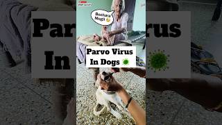 Parvo Virus 🦠 Treatment  474 [upl. by Mailiw]