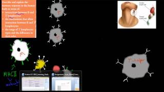 SB52 T and B lymphocytes HSC biology [upl. by Karen]