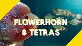 Dither  Target Fish for Flowerhorn Colombian Tetra [upl. by Abernon]