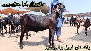 Bakra sahiwal Mandi ki update beetal bacchon wali bakriyan sahiwal goat form update [upl. by Eisyak430]