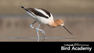 Shorebirds [upl. by Llertnek]