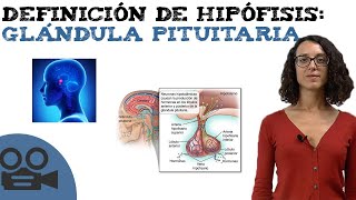 Definición de hipófisis glándula pituitaria [upl. by Amak309]