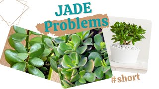 5 ways you are KILLING your JADE PLANT shorts  MOODY BLOOMS youtubeshort [upl. by Ferdinana]