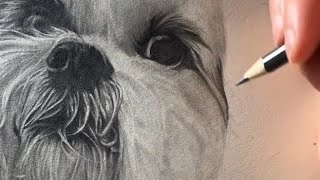 Pencil Drawing Timelapse [upl. by Adlee]