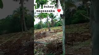 buhaybukid buhaymagsasaka subscribe simplengbuhayprobinsya highlights [upl. by Ylrebmic]