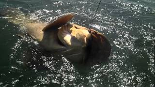 A Terrifying Giant Fish Swallow A Shark Whole  Goliath Grouper [upl. by Mullen]