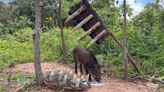 Build Unique Primitive Wild boar Trapping Tool Using Big Sharp Wood shortvideo shortsfeed [upl. by Ueihttam]