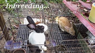 Inbreeding of Rabbit Siblings  part 1 pairing [upl. by Allyson]