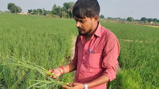 mycorrhiza use in paddy crop [upl. by Turrell]