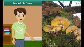 Class 7 Science nutrition in plants  saprophytic plants [upl. by Magocsi]