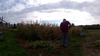 DS2400D With Hedge Trimmer knocking down corn stalks [upl. by Novyaj95]