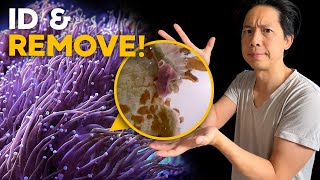 Euphyllia Eating Flatworm How to remove them from Torch Coral [upl. by Wenonah474]