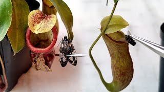 My Nepenthes daily feeding compilation🦋🐞🐌nepenthesplant pitcherplants carnivorousplantsnepenthes [upl. by Nyl]