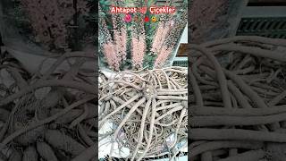 Ahtapot 🐙 Görünümlü Çiçekler 🌺🦋🐞🐝 Eremurus Robustus  Tilki Kuyruğu Zambağı flowers ytshort yt [upl. by Eudocia]