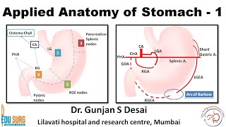 Applied anatomy of the stomach  parts blood and nerve supply lymphatic drainage of the stomach [upl. by Luaped636]