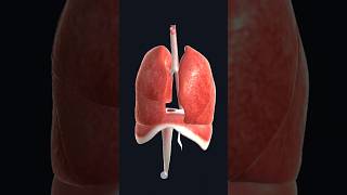 Explore the AMAZING Respiratory System in 3D [upl. by Aiceled]