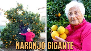 ¡Cuidados del NARANJO🌱 NARANJAS GIGANTES 😱 [upl. by Yelserp]