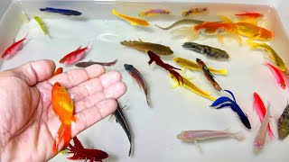 Find colorful Ornamental fish Betta fish koi fish koki fish Channa fish catfish animal videos [upl. by Htes337]