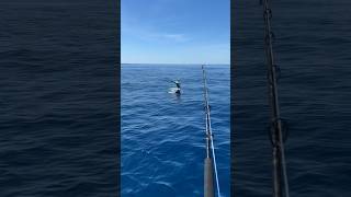 Catching a sailfish while swordfishing sailfish swordfish fishing viral [upl. by Nekcerb]