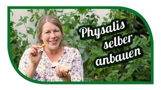 Physalis erfolgreich im Garten anbauen 🍑 Von der Aussaat bis zu Ernte [upl. by Yeleek]