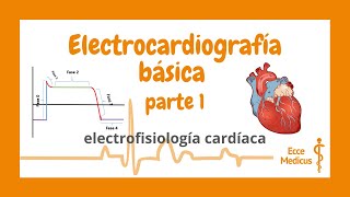 Electrocardiografía básica 1  electrofisiología cardíaca [upl. by Ymeraj]