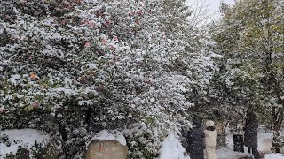 Camellia Hill Jeju Winter Snow Walking Tour  Jeju Island  South Korea  4K Video [upl. by Lehcin]