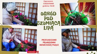 Codzienne życie na wsi  przesadzam pelargonie na zimowanie nowe róże pnące sadzę przy podporach [upl. by Eciened752]