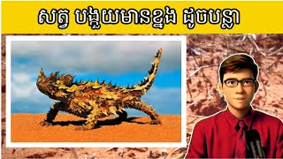 Fascinating Facts About Thorny Devils Natures Intriguing Creatures Svengyol [upl. by Crichton]